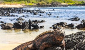 Galapagos islands and its wildlife and nature, in Ecuador