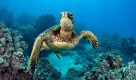 photo of Sea turtle in the Galapagos island