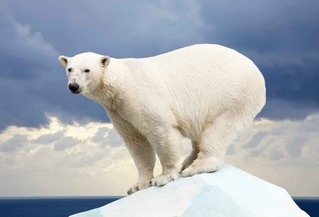 Churchill – Willkommen in der Arktis