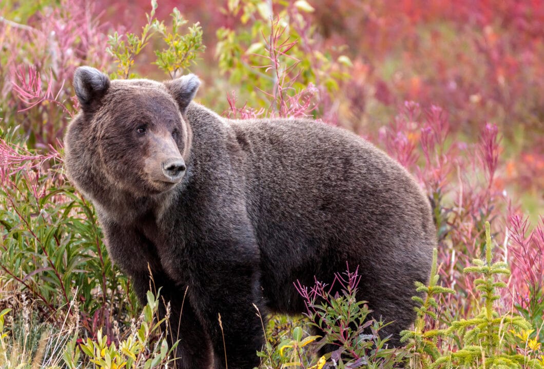 Kluane Nationalpark- wilde Schönheit