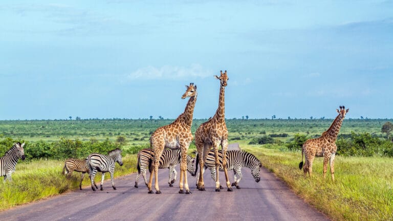 Highlights in Südafrika
