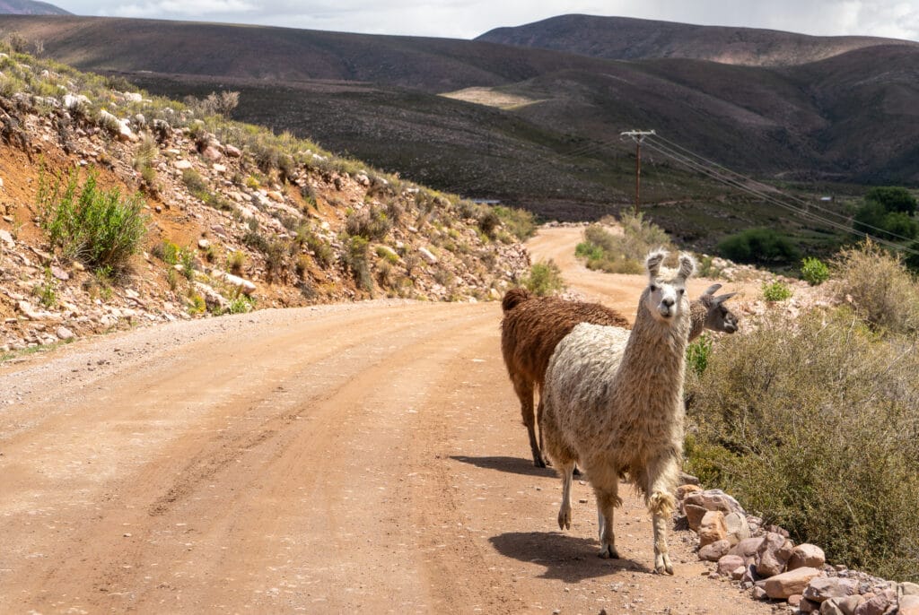 Argentina, in northern part of Argentina walking Guanacos