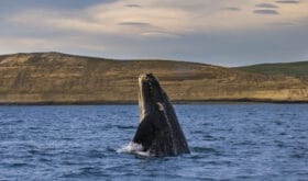 CheckIn:09.06.2017
Valid:31.03.2019
Changed:09.06.2017