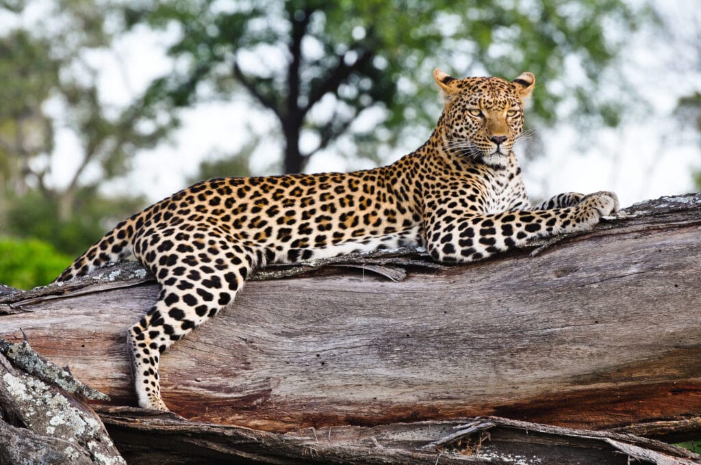 Okavango Delta Leopard