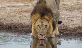 The Savuti Marsh Pride lions roam in the Chobe National Park Botswana.