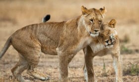 CheckIn:07.06.2017
Valid:31.12.2019
Changed:07.06.2017
4300397-1615010