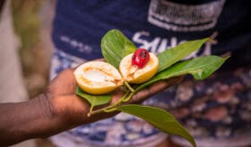 Farmer offering a fresh nutmeg to a tourist during a Spice Tour on Zanzibar, Tanzania.