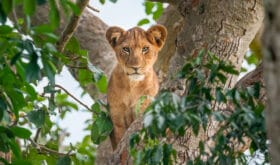Tree climbing lion cub