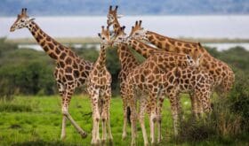 CheckIn:25.06.2018
Valid:31.12.2021
Changed:12.07.2018