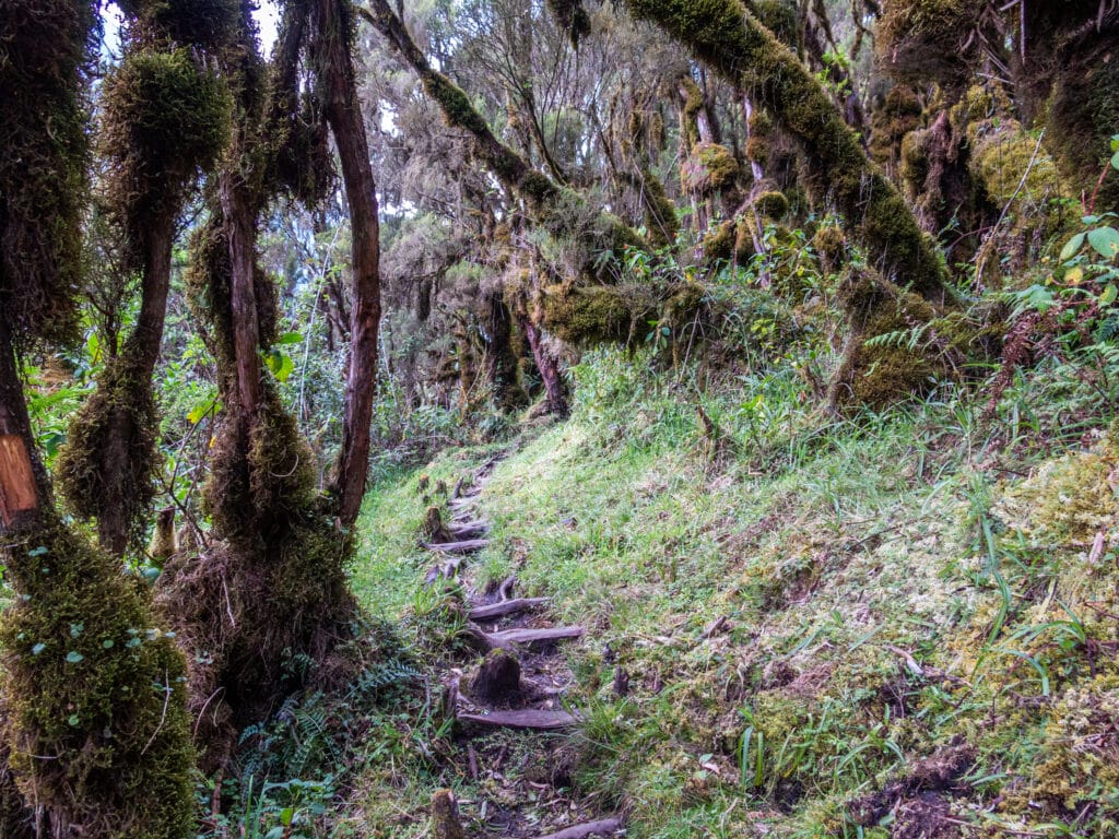 Trekking pathway in Rwenzori Mountain national park
