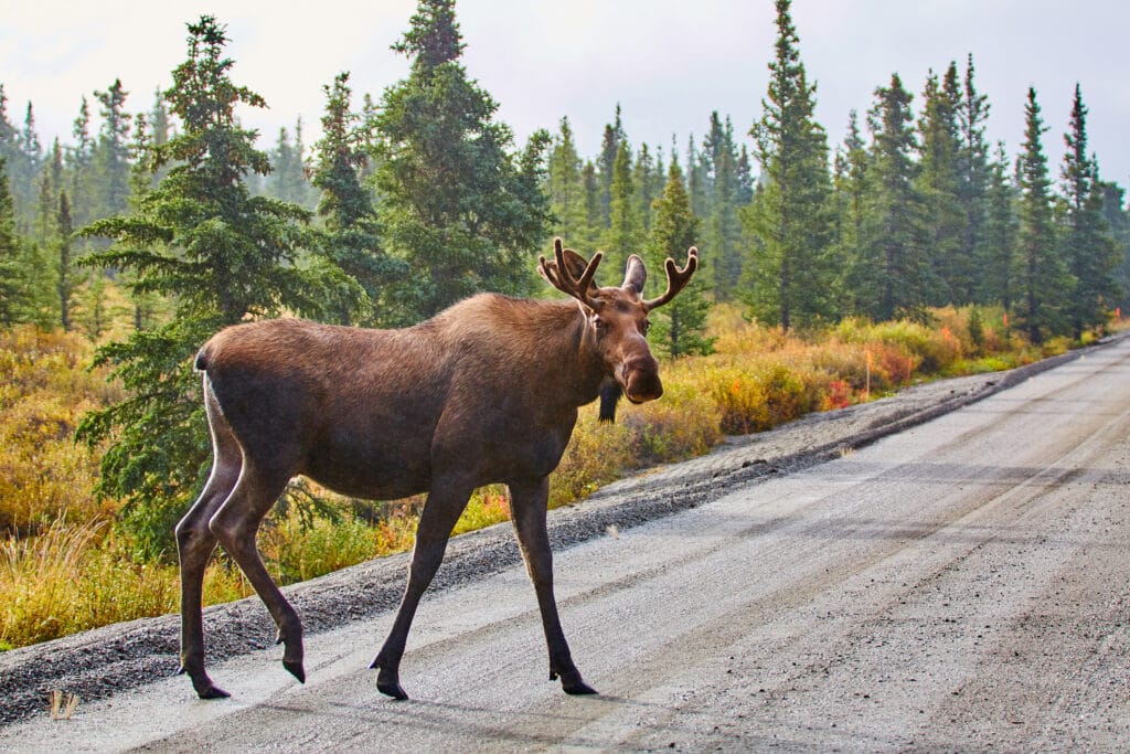 Moose, Denali National Park and Preserve, Alaska, USA