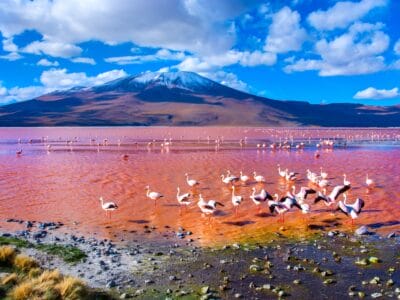 Flamingos in der roten Laguna Colorada in Bolivien, umgeben von schneebedeckten Bergen und blauem Himmel mit weißen Wolken. Die intensiv gefärbte Lagune spiegelt die Vögel und die Landschaft wider.
