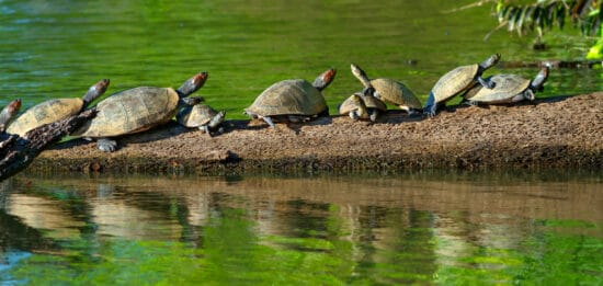 Süßwasserschildkröten auf Baumstamm im Tambopata-Nationalpark, Amazonas Peru – tropische Natur und Tierwelt im Regenwald.