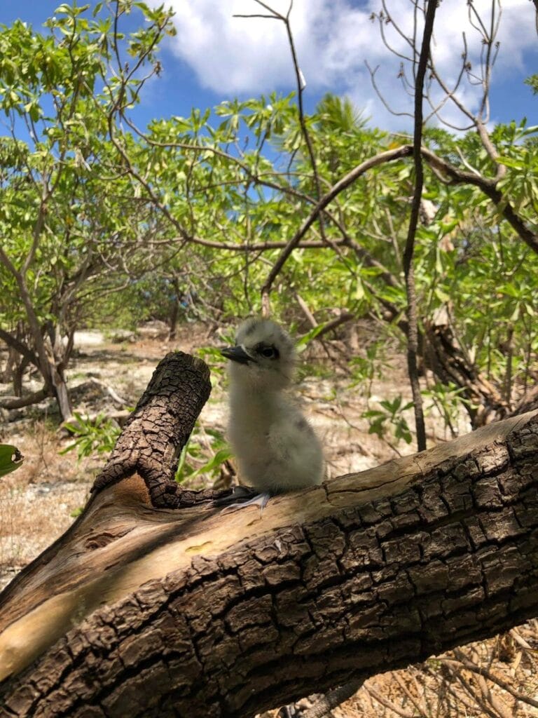 MAEVA in Polynesien: Romantische Tage auf Tahiti und ihren Inseln